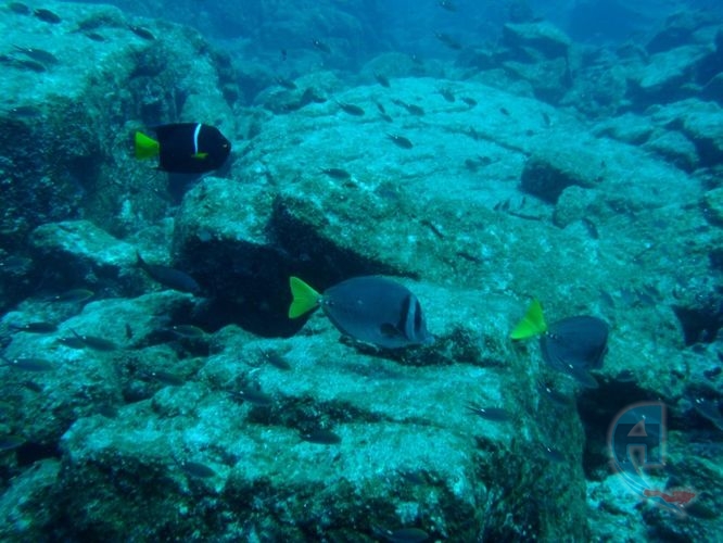 fondo del mar pacifico